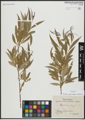Foto von Salix alba subsp. vitellina (L.) Arcang.